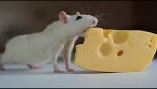 Ai topi piace davvero il formaggio?