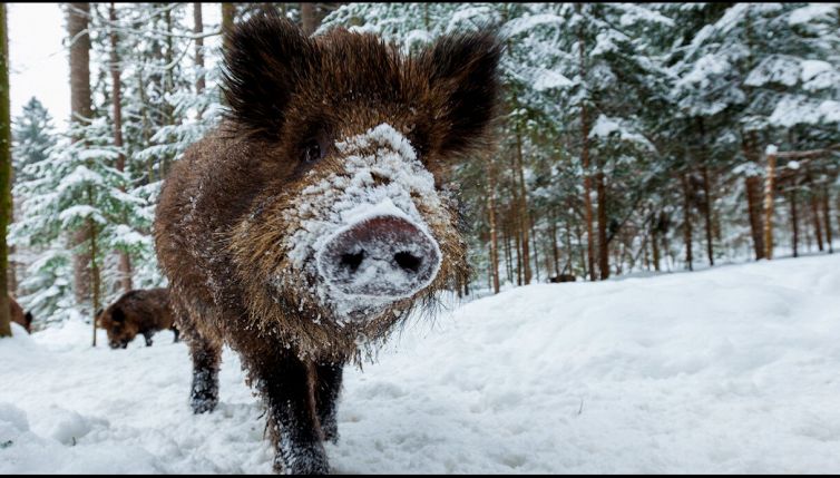 La minaccia dei super maiali: di cosa si tratta