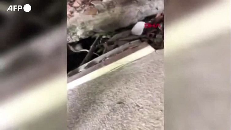 Oltre 20 giorni sotto le macerie, cane salvato in Turchia