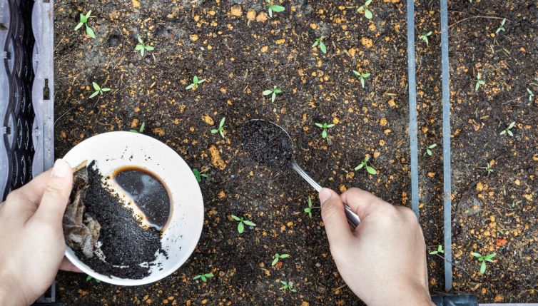 Caffè, il futuro è a rischio: lo studio