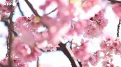 Tokyo, inizio della stagione dei fiori di ciliegio anticipata di 10 giorni