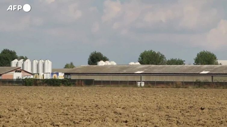 Allevamenti italiani, nell'ultimo trentennio -24% di emissioni