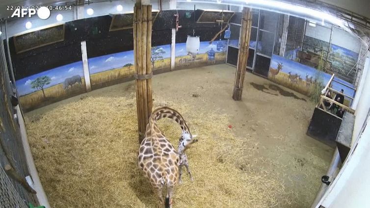 Nata giraffa nello zoo belga Pairi Daiza.