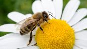 Un robot salva le api e il futuro: così eviteremo l'estinzione