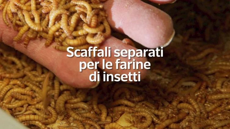 Stretta sulle farine di insetti, etichette e spazi separati