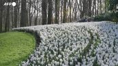 Olanda, riapre il parco floreale piu' grande del mondo