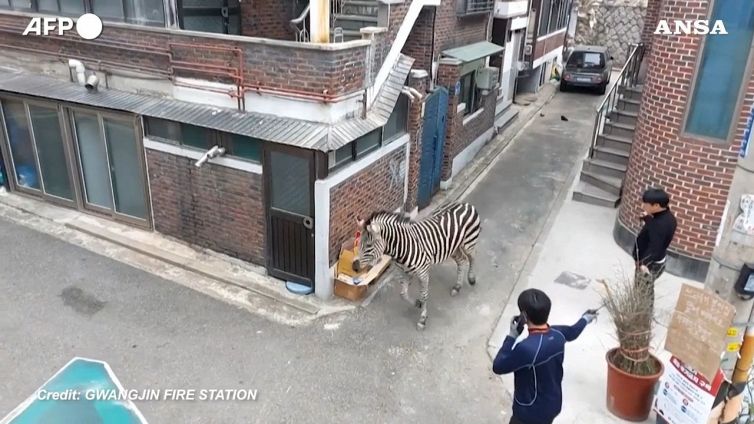 Zebra scappa dallo zoo e vaga per le strade di Seul