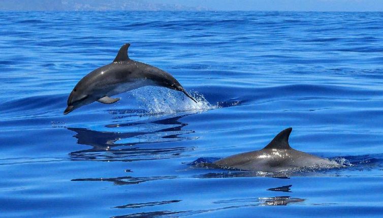 Sai perché i delfini hanno le lentiggini? La risposta inaspettata