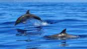Sai perché i delfini hanno le lentiggini? La risposta inaspettata
