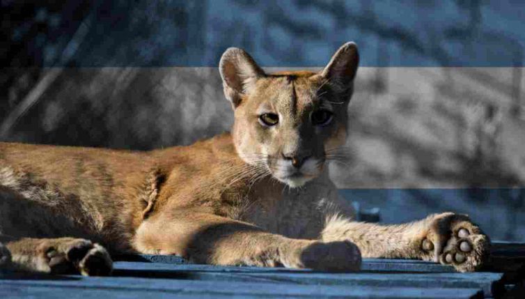 La tenera amicizia tra il puma cieco e la donna che lo ha salvato