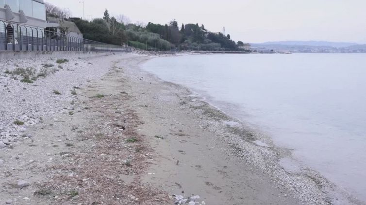 Aviaria campanello d'allarme per nuove pandemie