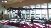 All'asta "Trinity", scheletro di tirannosauro risalente a 67 milioni di anni fa