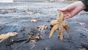 Migliaia di stelle marine morte in spiaggia: l'inquietante fenomeno