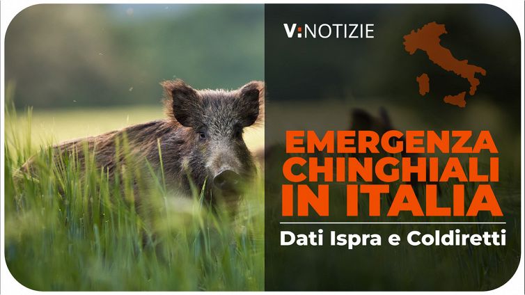 EMERGENZA CINGHIALI 30 SEC_1