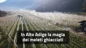 In Alto Adige la magia dei meleti ghiacciati