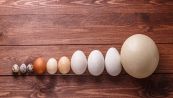 5 cose incredibili che non sapevi sulle uova e gli uccelli