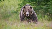 Attenti all'orso: cosa fare in caso di incontro ravvicinato