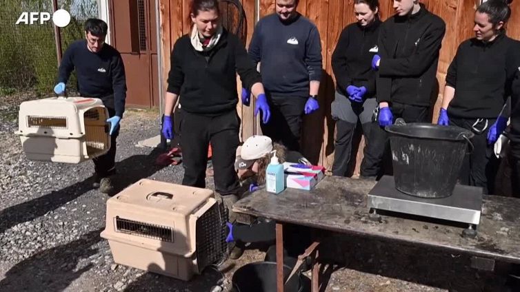 Francia, il parco faunistico di Sainte-Croix presenta sei cuccioli di coyote