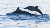 Ci sono troppi delfini spiaggiati in Italia: il triste record