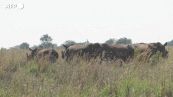 Sudafrica, all'asta il piu' grande allevamento di rinoceronti del mondo