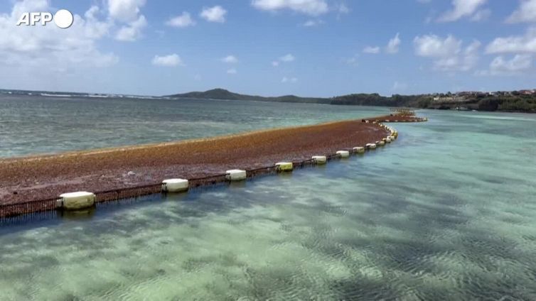 Caraibi invasi dalle alghe, due imprenditori le raccolgono nelle reti anti-sargasso