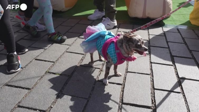 Washington, Ruth trionfa nella corsa dei chihuahua