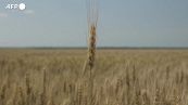 Scontro in Ue sui limiti all'import del grano ucraino