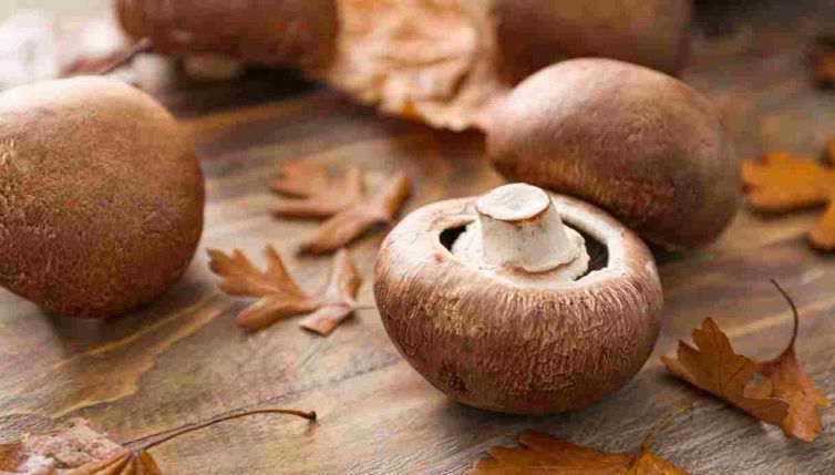 Scoperta incredibile sui funghi: hanno un 'superpotere'