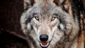 Attenti al lupo, l'incontro è da brivido: come mettersi in salvo