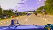 "Rodeo" in autostrada: cowboy a cavallo insegue una mucca in fuga