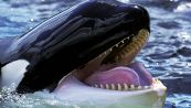 Paura in mare per gli assalti delle orche: l'ipotesi da brivido