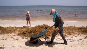 Paura in spiaggia: c'è il batterio mangia-carne Vibrio vulniculus