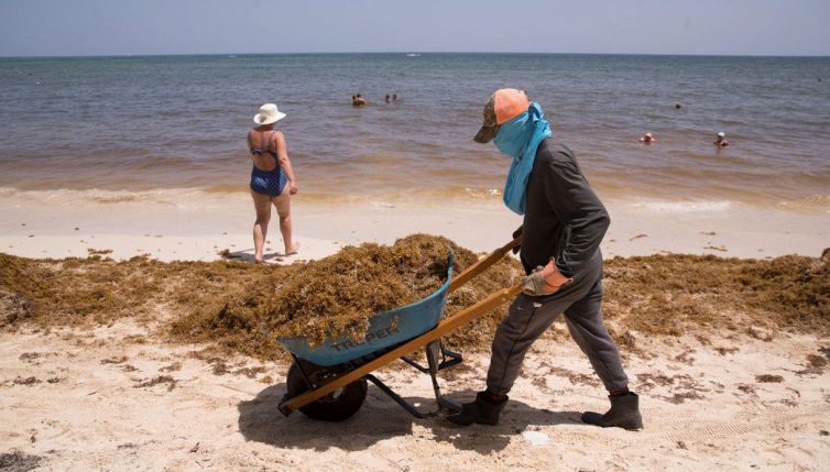 Paura in spiaggia: c'è il batterio mangia-carne Vibrio vulniculus