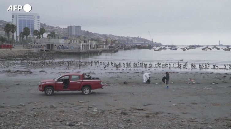 Cile, moria di uccelli marini in una spiaggia del nord del Paese