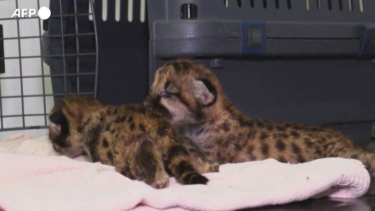 Colombia, salvati due cuccioli di puma