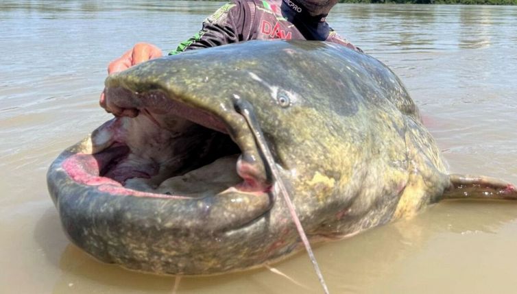 È stato catturato il mostro del Po: è un pesce impressionante