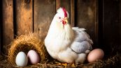 È nato prima l'uovo o la gallina? Gli scienziati hanno risolto il mistero