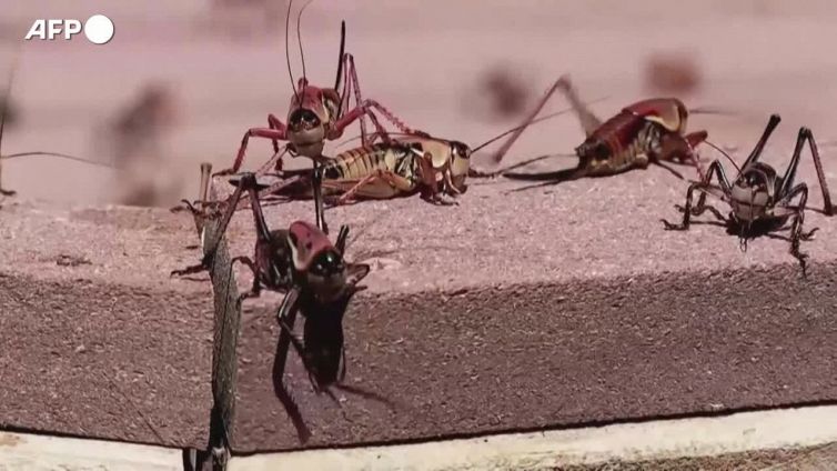 Stati Uniti, invasione di grilli in Nevada