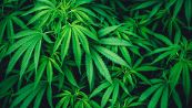 Scoperta una pianta che può fare concorrenza alla cannabis