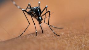 Il rimedio naturale per le zanzare: basta una bottiglia