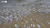 Thailandia, migliaia di pesci morti lungo la spiaggia di Thung Wua Laen