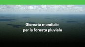 Giornata mondiale della foresta pluviale