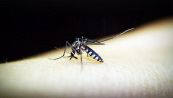 Zanzare e infezione "West Nile": i numeri che preoccupano l'Italia