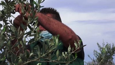 Al Sud oltre meta' dei nuovi occupati dopo il Covid