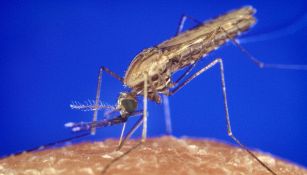 Scoperto l'odore che attira la zanzara più pericolosa