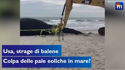 Strage di balene a New York: colpa delle pale eoliche in mare?