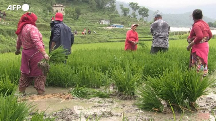 Il Nepal festeggia il National Paddy Day, inizia la stagione della semina del riso