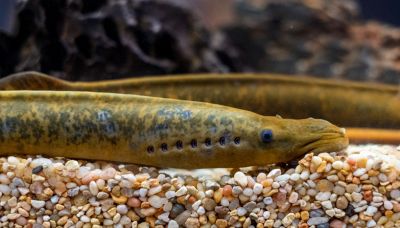 Il pesce vampiro ora attacca gli esseri umani: paura nei laghi