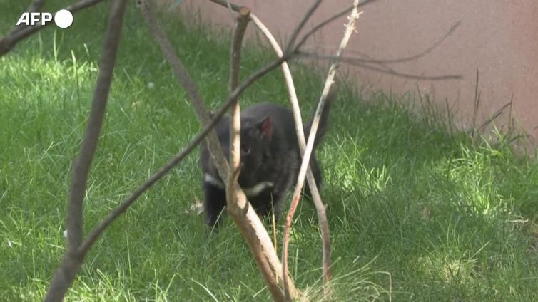 Parigi, il Jardin des Plantes accoglie i suoi primi diavoli della Tasmania