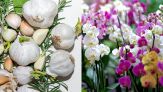 Il trucco magico per curare le orchidee e farle rifiorire